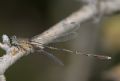 Chalcolestes parvidens